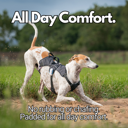 comfortable padded sighthound harness