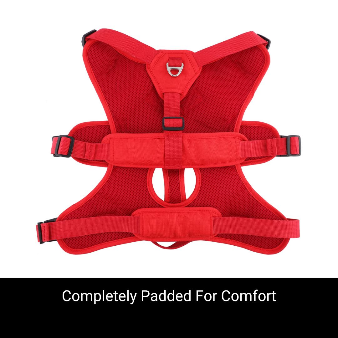 sighthound harness with front ring padded for comfort