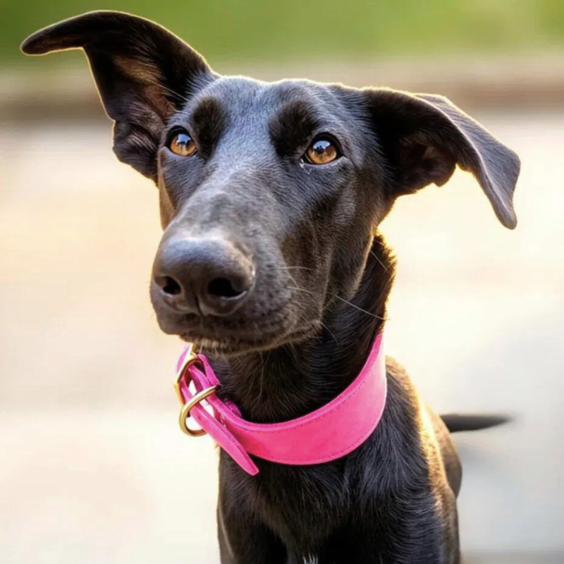 sighthound in pink fishtail collar