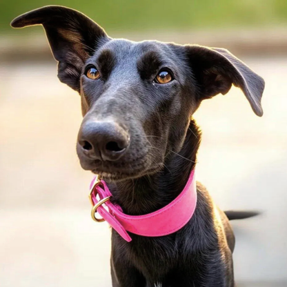 sighthound in pink fishtail collar