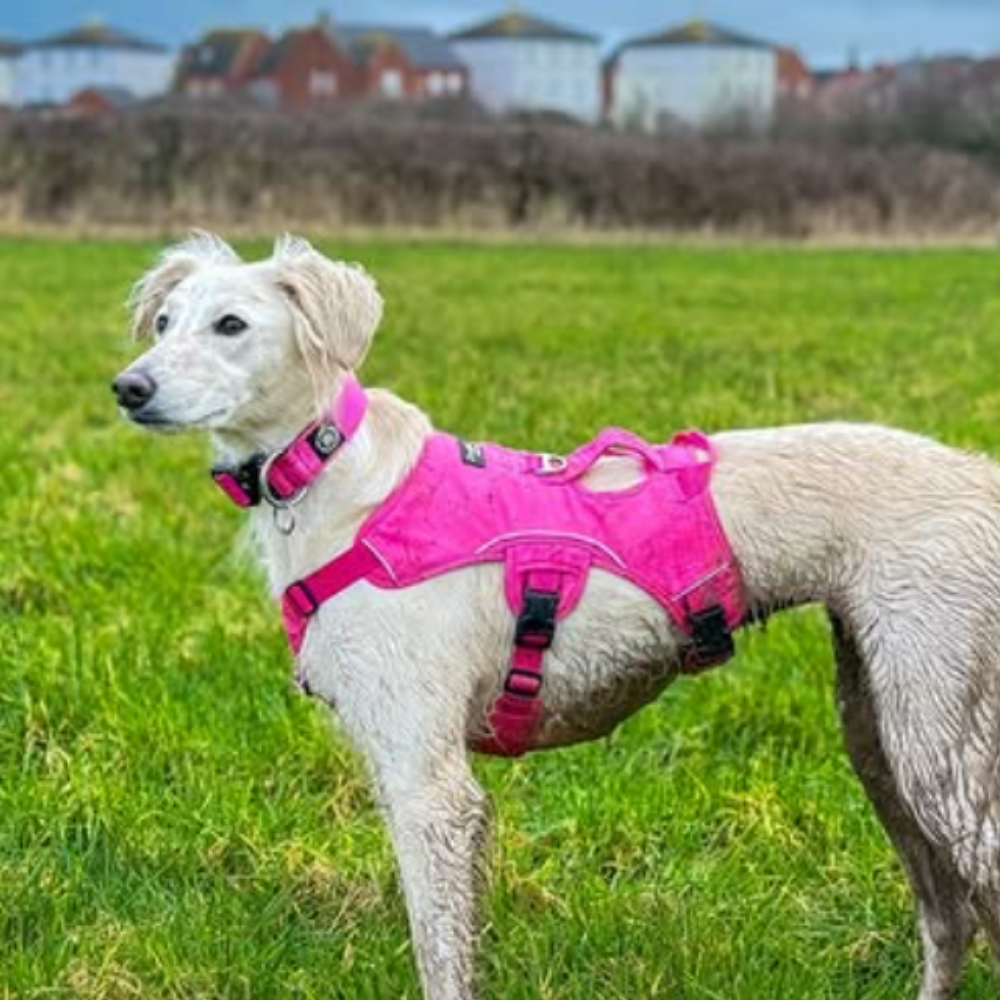 saluki in pink sighthound harness