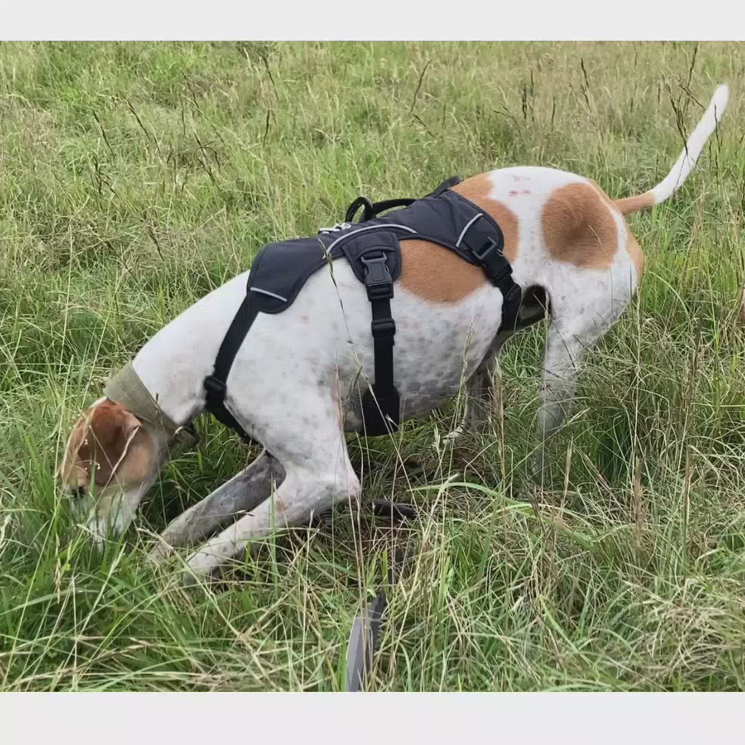 Sighthound harness outlet