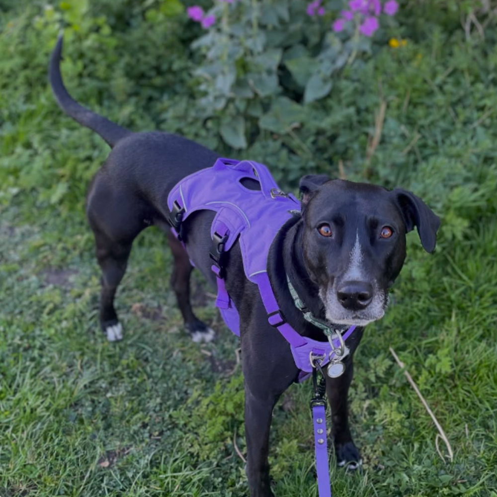 Sighthound Harness | Whippets, Greyhounds & Lurchers | Escape Proof