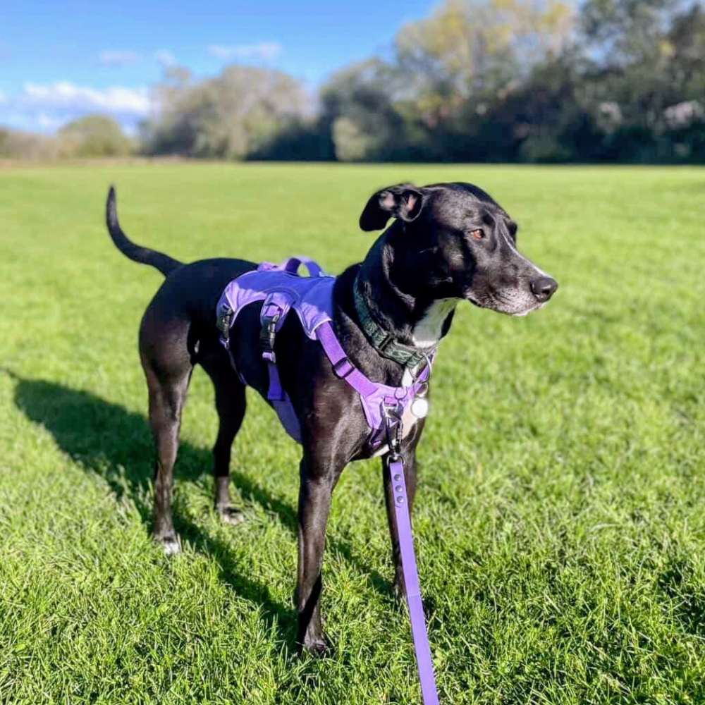 lurcher wearing purple sighthound harness