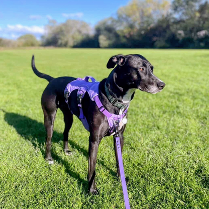 lurcher wearing purple sighthound harness