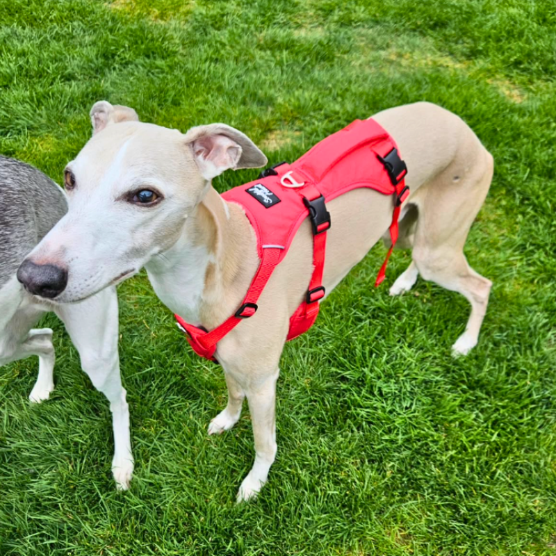 Lightweight Summer Harness for Sighthounds | Breathable, Comfortable & Escape Proof