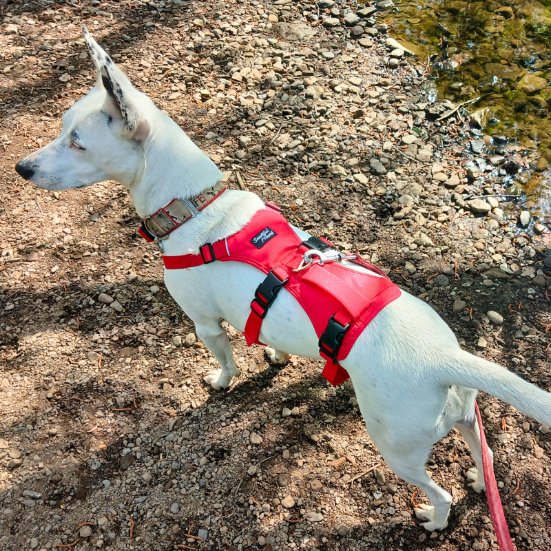 Lightweight Summer Harness for Sighthounds | Breathable, Comfortable & Escape Proof