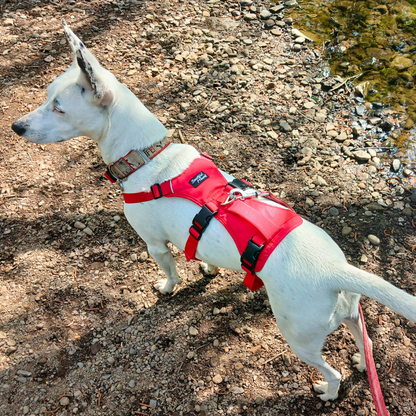 Lightweight Summer Harness for Sighthounds | Breathable, Comfortable & Escape Proof