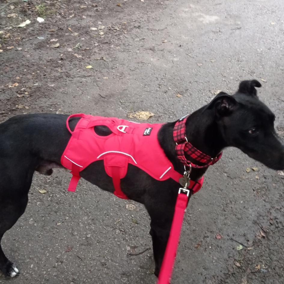 greyhound in red check martingale collar