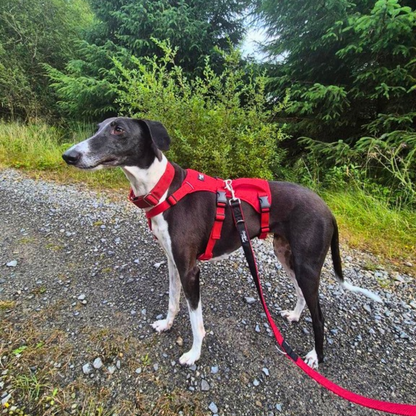 Lightweight Summer Harness for Sighthounds | Breathable, Comfortable & Escape Proof