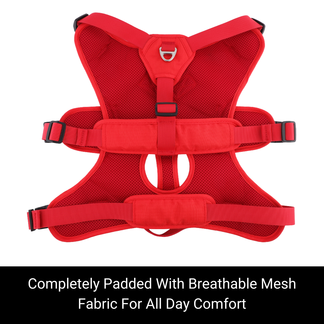 Sighthound Harness | Whippets, Greyhounds & Lurchers | Escape Proof