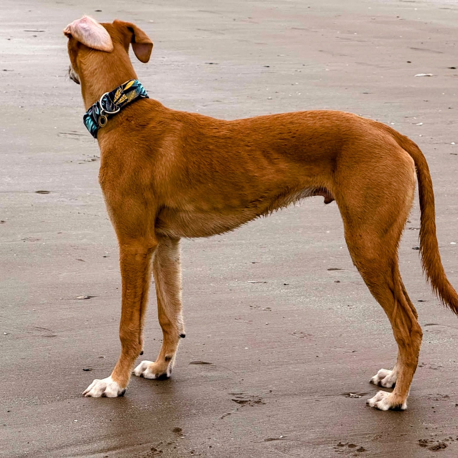 saluki lurcher wearing floral martingale dog collar