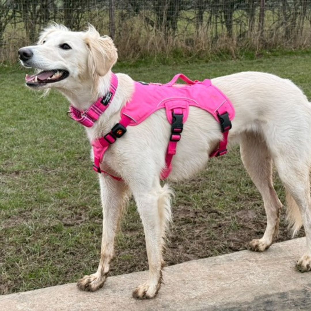 pink harness for sighthounds