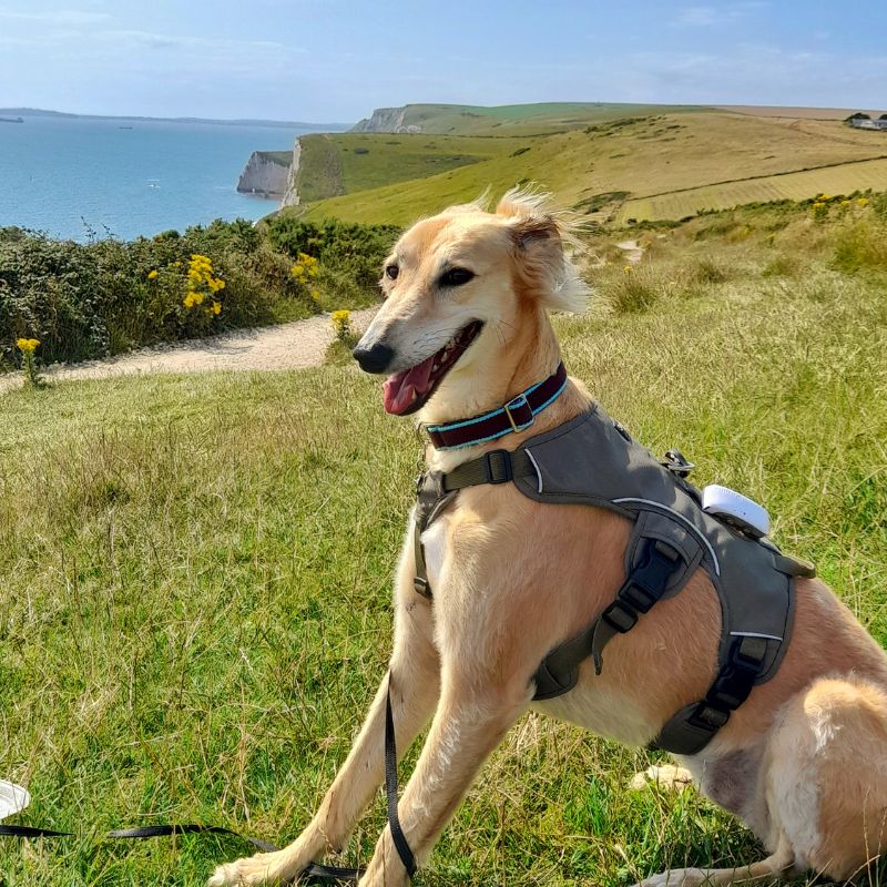 saluki lurcher harness by the sea