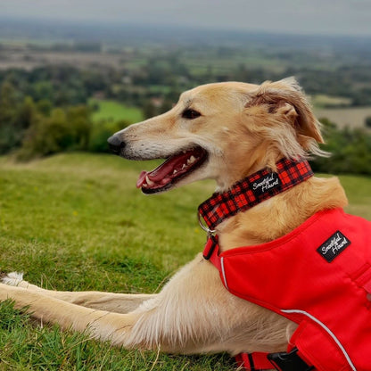 saluki in red martingale collar by snootiful hound