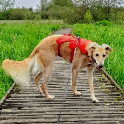 Blondie the saluki in red Snootiful Hound harness for sighthounds