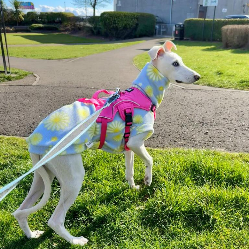 whippet wearing harness over the top of a jumper