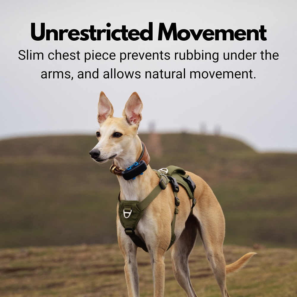 Lightweight Summer Harness for Sighthounds | Breathable, Comfortable & Escape Proof