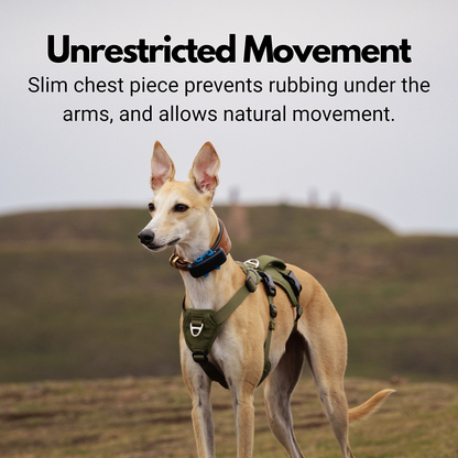 Lightweight Summer Harness for Sighthounds | Breathable, Comfortable & Escape Proof