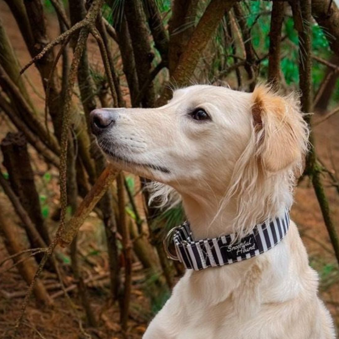 saluki collar