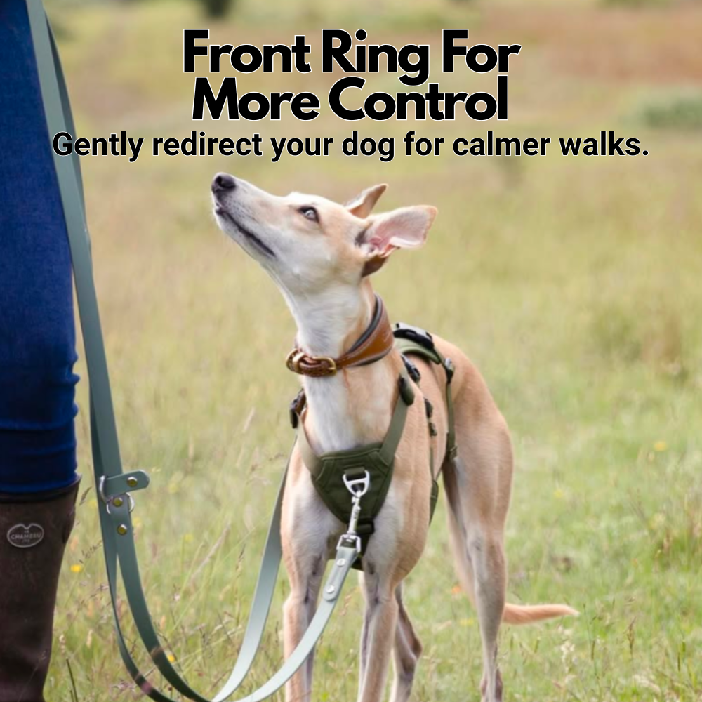 Lightweight Summer Harness for Sighthounds | Breathable, Comfortable & Escape Proof