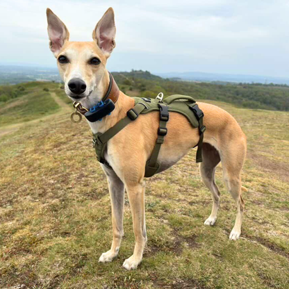 Lightweight Summer Harness for Sighthounds | Breathable, Comfortable & Escape Proof
