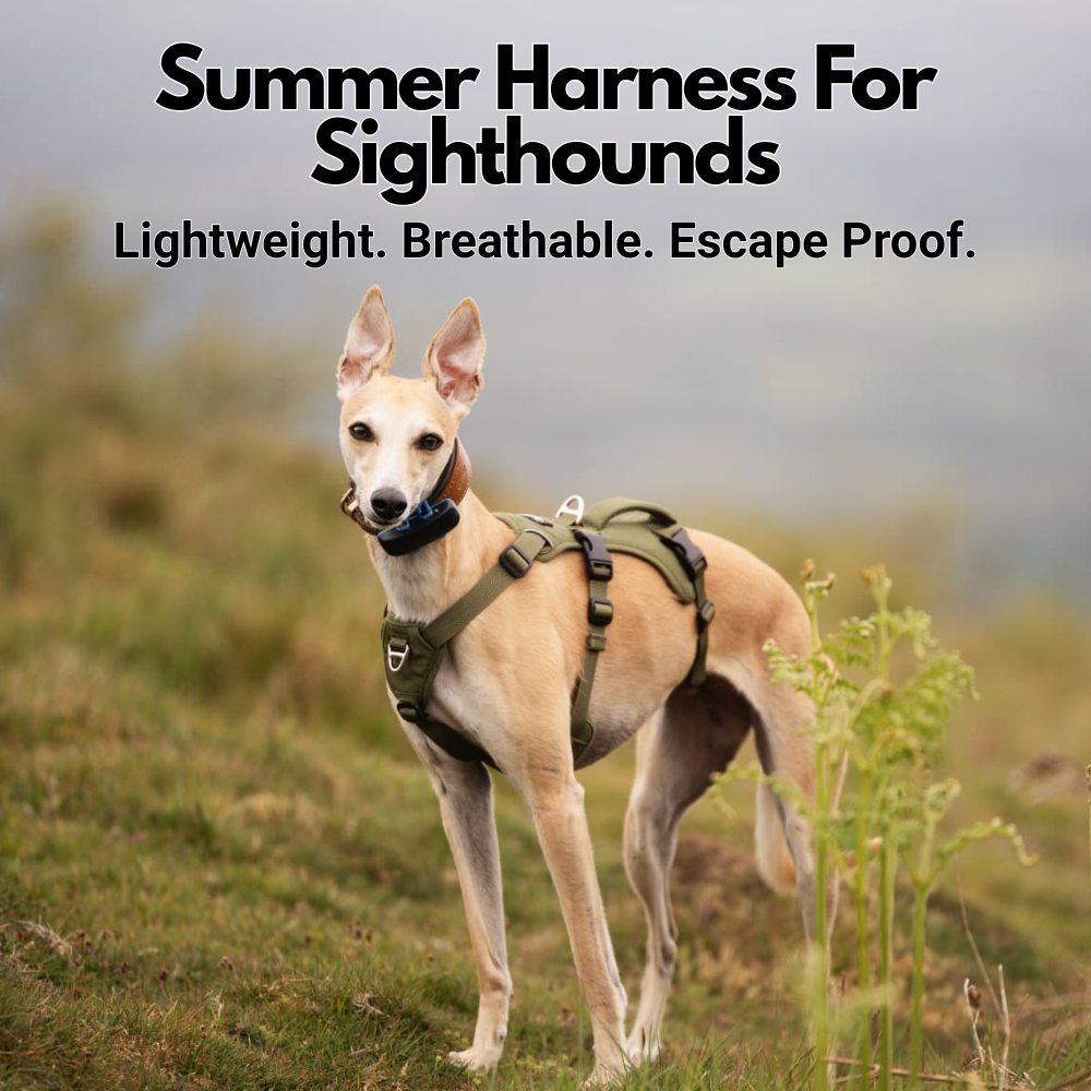 Lightweight Summer Harness for Sighthounds | Breathable, Comfortable & Escape Proof