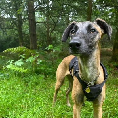 lurcher in 3 point harness