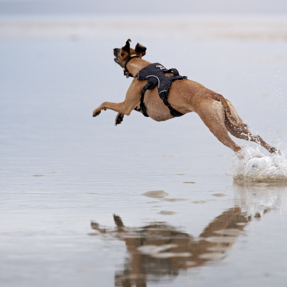 whippet running in escape proof sighthound harness