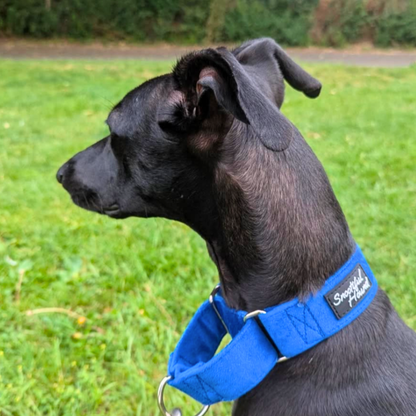 Blue Velvet Martingale Collar for Sighthounds - Soft & Luxurious