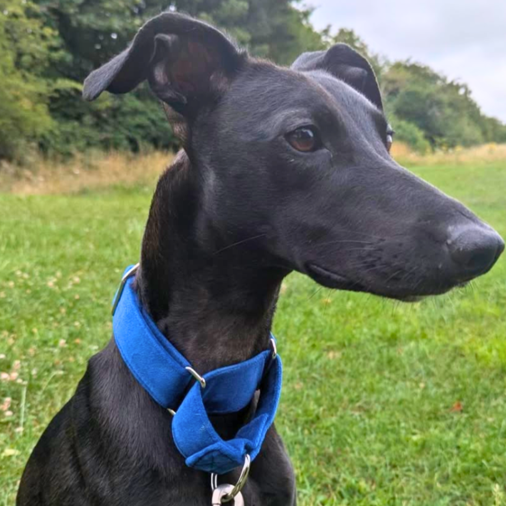Blue Velvet Martingale Collar for Sighthounds - Soft & Luxurious