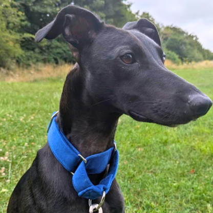 Blue Velvet Martingale Collar for Sighthounds - Soft & Luxurious