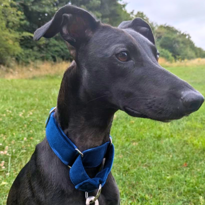 Blue Velvet Martingale Collar for Sighthounds - Soft & Luxurious