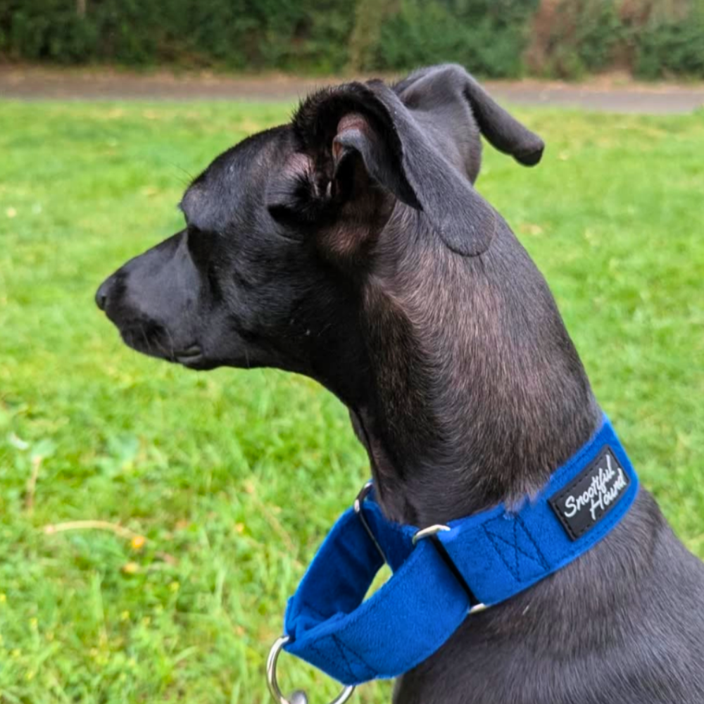 Blue Velvet Martingale Collar for Sighthounds - Soft & Luxurious