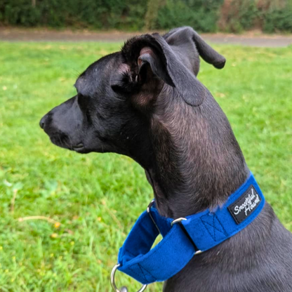 Blue Velvet Martingale Collar for Sighthounds - Soft & Luxurious