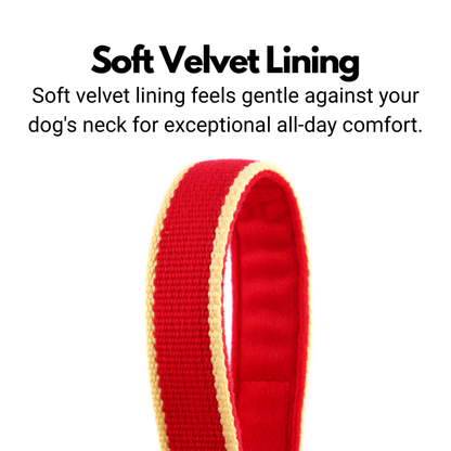 House Collar For Greyhounds & Whippets - Buckleless, Organic Bamboo & Soft Velvet Lining
