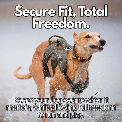 whippet running in harness on beach