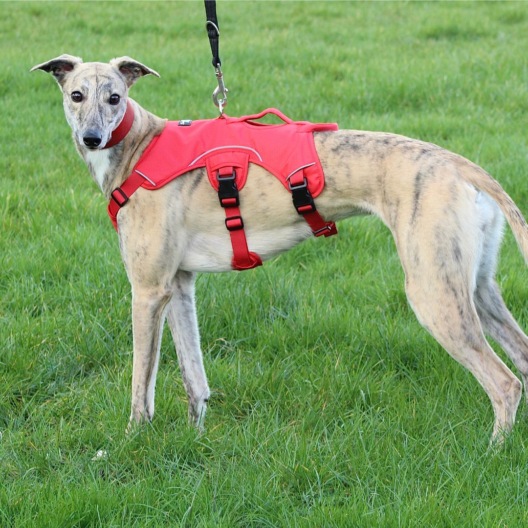 whippet in red sighthound harness