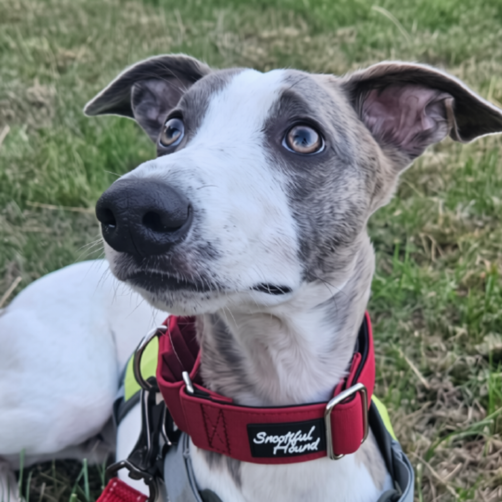 Burgundy Red Padded Martingale Collar for Sighthounds