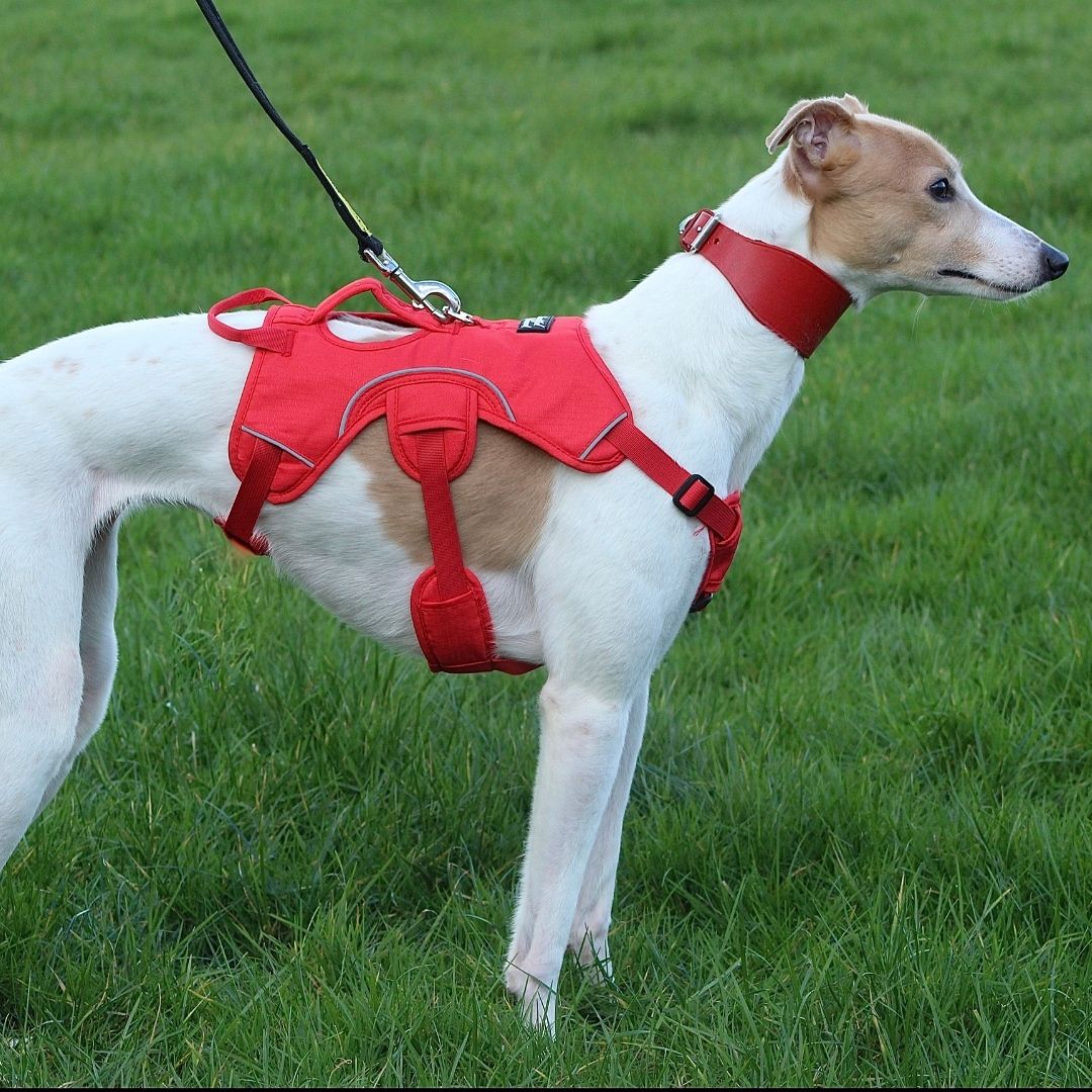 whippet harness in red