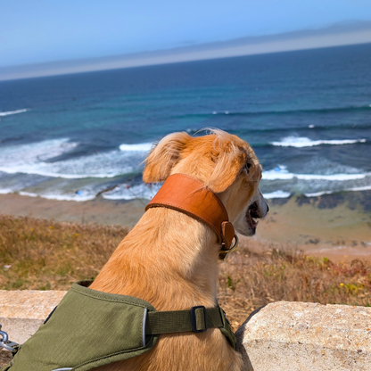 Leather Fishtail Collar For Whippets, Greyhounds and Lurchers